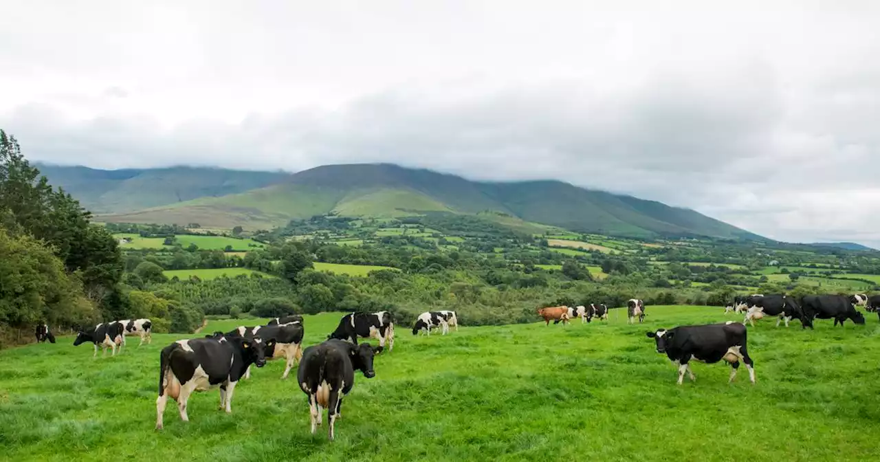 Gardaí tracking cattle rustler gang after theft of €10,000 worth of livestock in West Cork