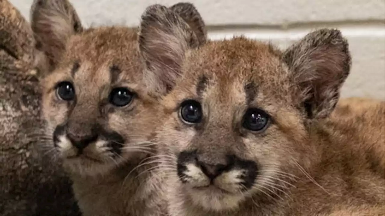 PHOTOS: There’s a new UH Shasta; 2 orphaned cougar cubs acquired by Houston Zoo🐈🐈