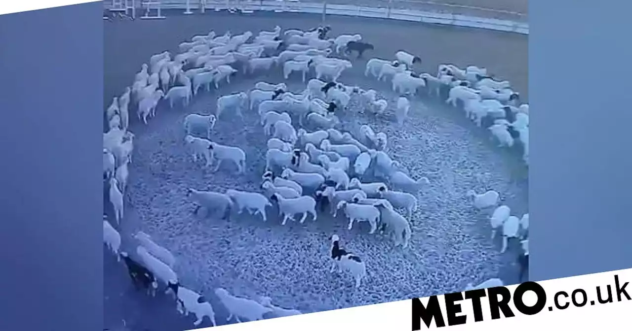 Flock of sheep filmed trotting round in a circle continuously for 12 days