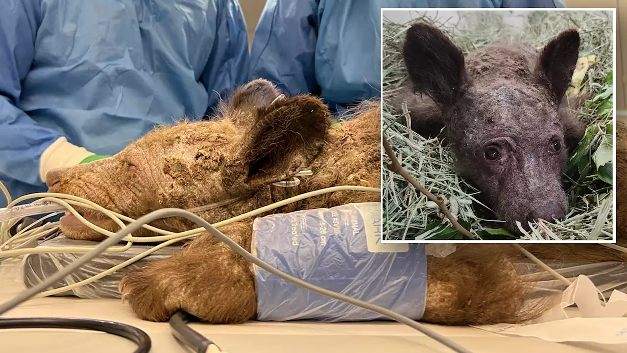 Watch How a California Zoo Nurses Orphaned Bear Cub Found Wandering in a Shop