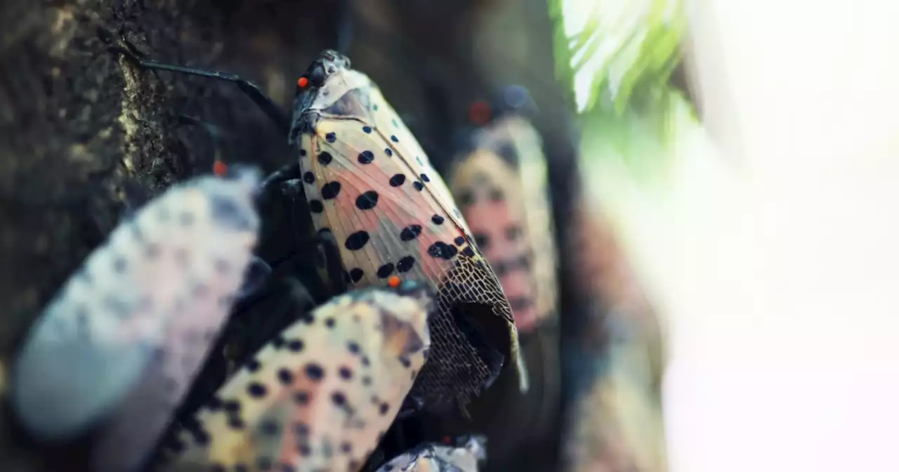 Despite the collective rampage against spotted lanternflies, the pests are here to stay