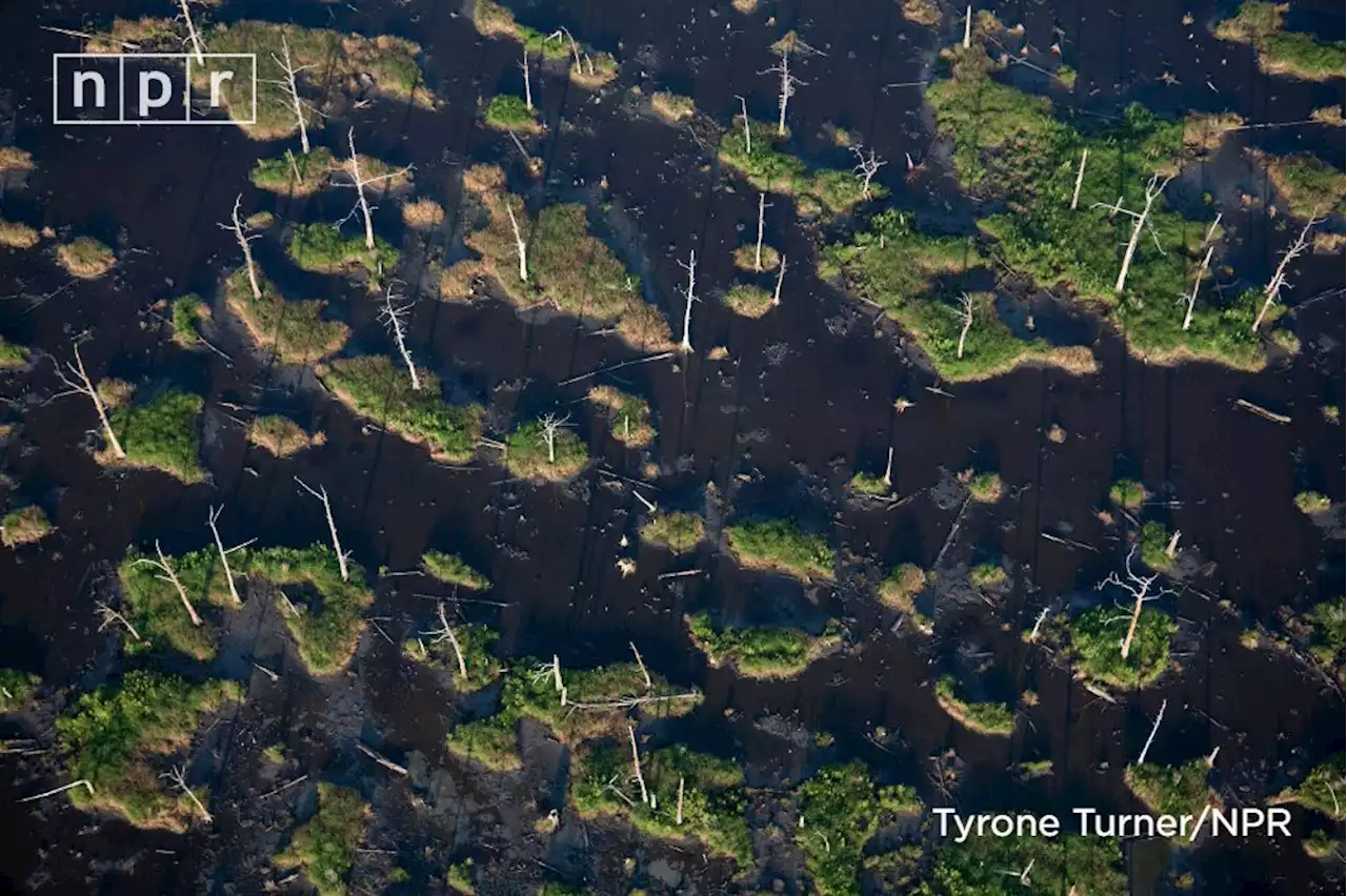 See the ties that bind Antarctica and Louisiana through one photographer's lens