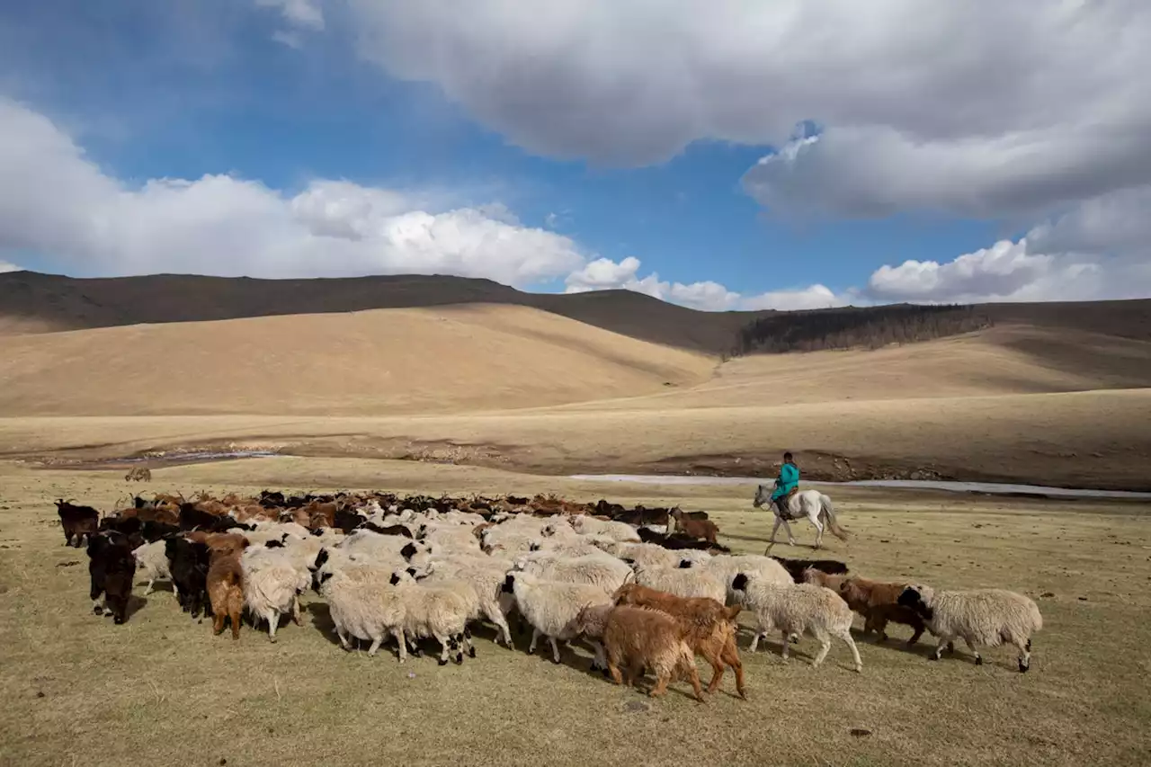 Warum Cashmere aus der Mongolei bald knapp werden könnte