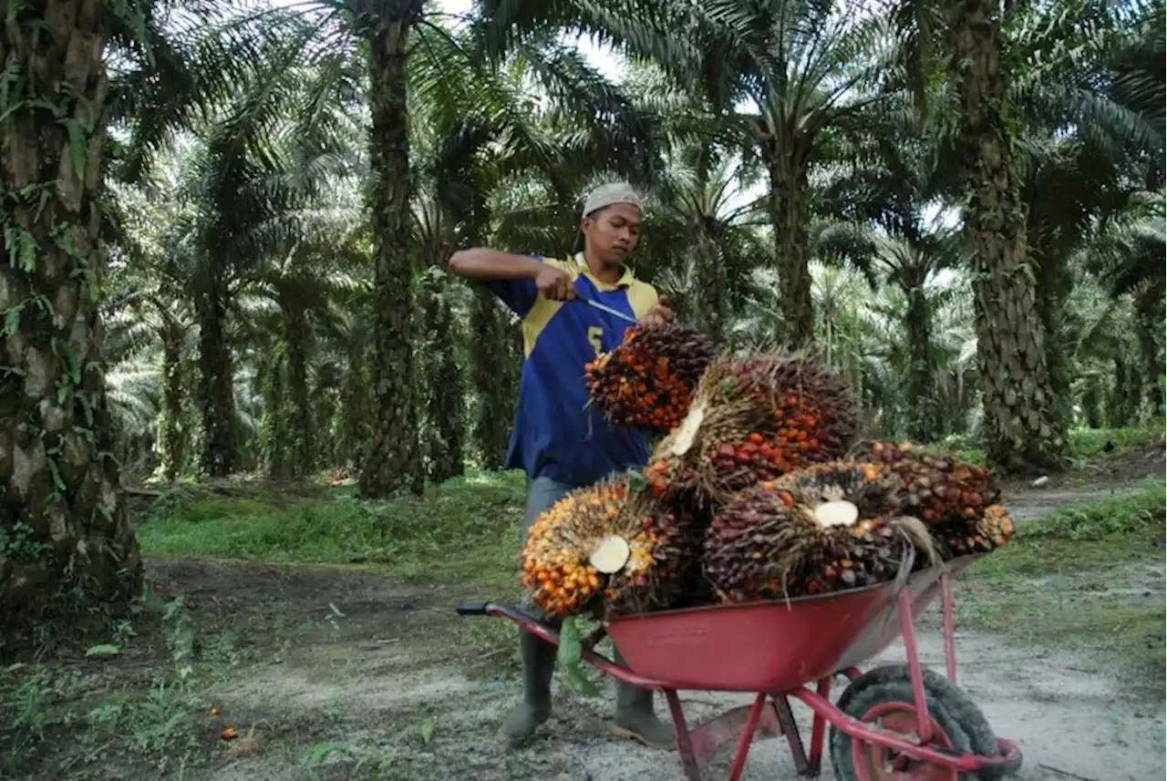 Kemenko Perekonomian Minta Perusahaan-Petani Bermitra untuk Produktivitas Sawit |Republika Online