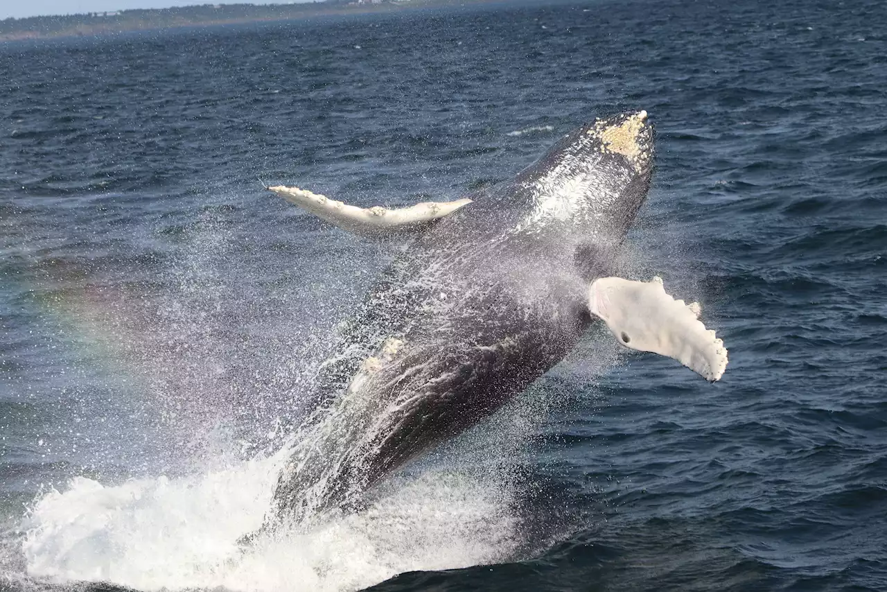 THE GREAT 8: Brier Island whale enthusiast Amy Tudor shares favourite moments of 2022 | SaltWire