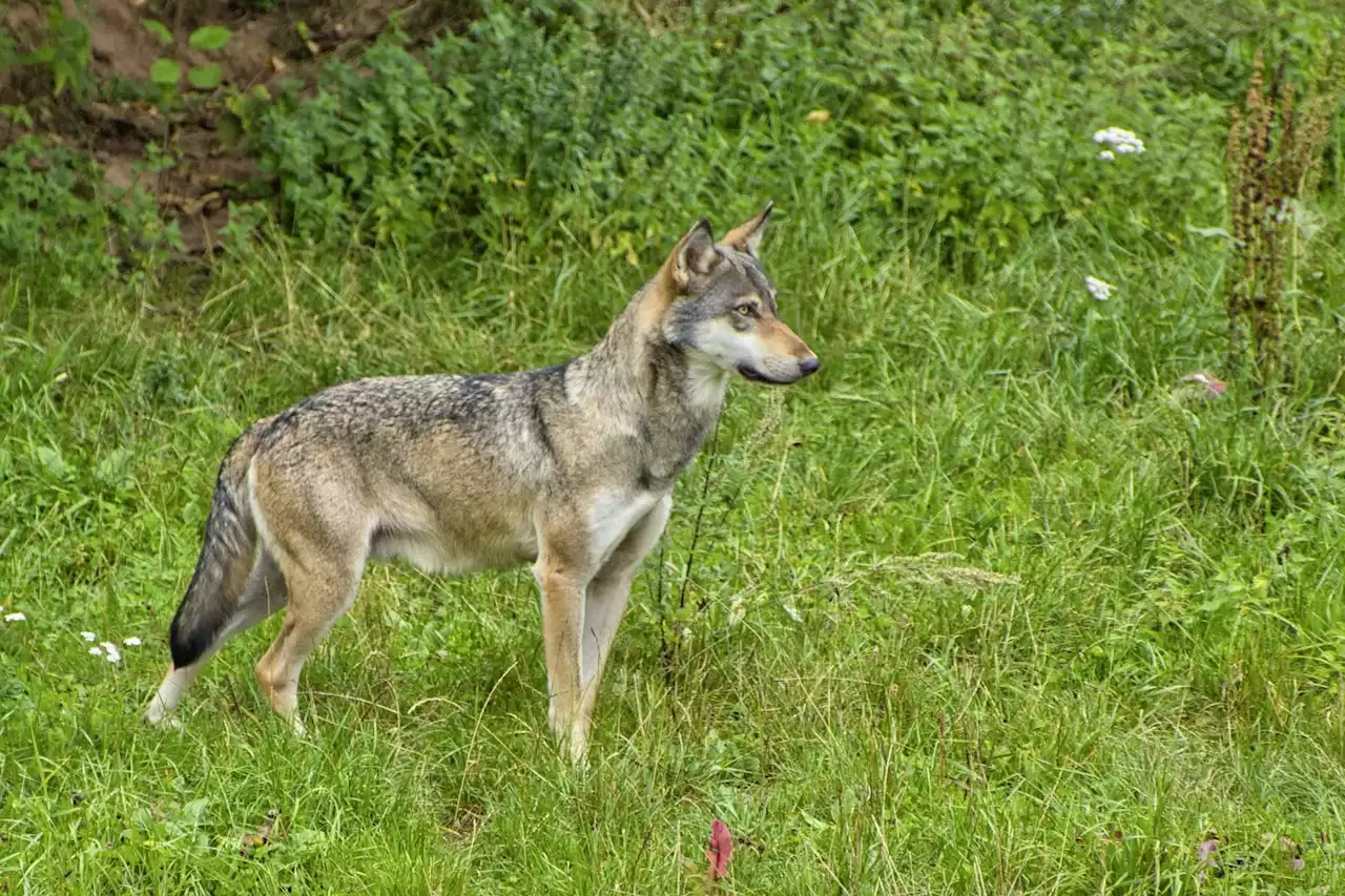 Luzern: «Tiere vor Wolf schützen» - Schweizer Bauer