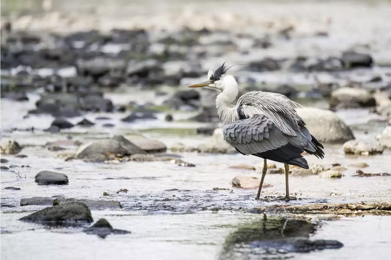 Zürich: Vogelgrippe bei Pfau und Graureiher - Schweizer Bauer