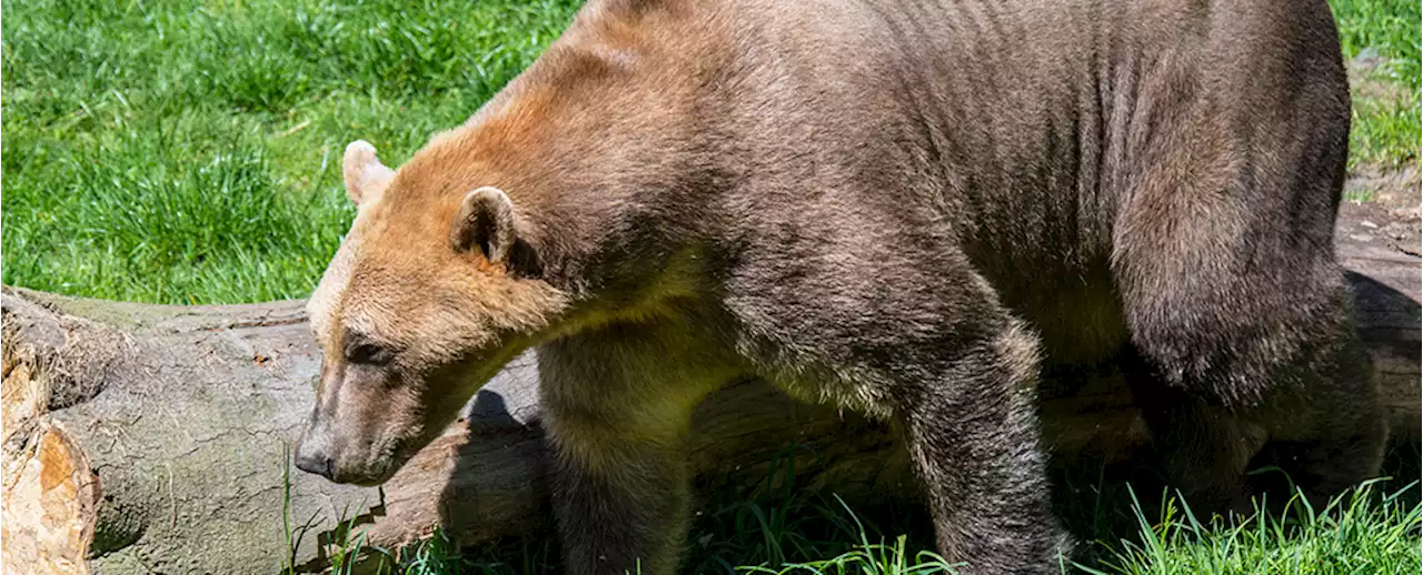 Hybrid 'Brolar Bears' Could Spread Through The Arctic as The Planet Warms