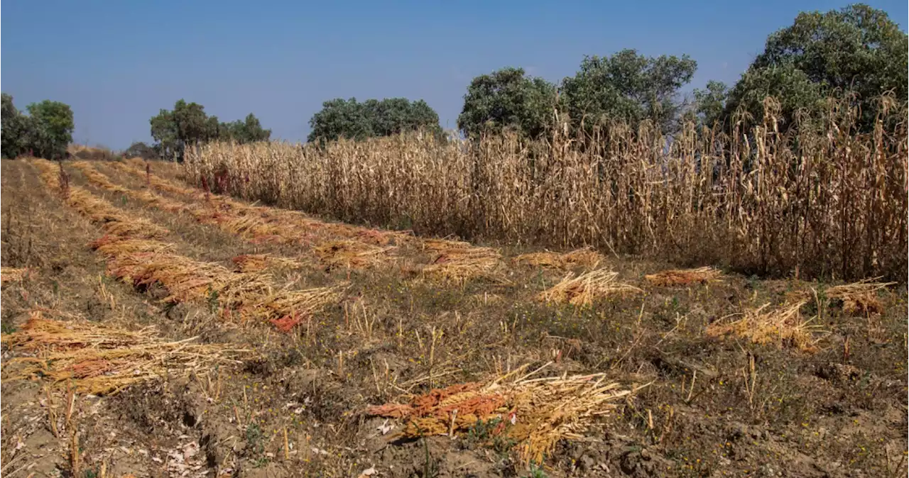 Rusia y Ucrania llegan a acuerdo de prórroga para habilitar la exportación de grano