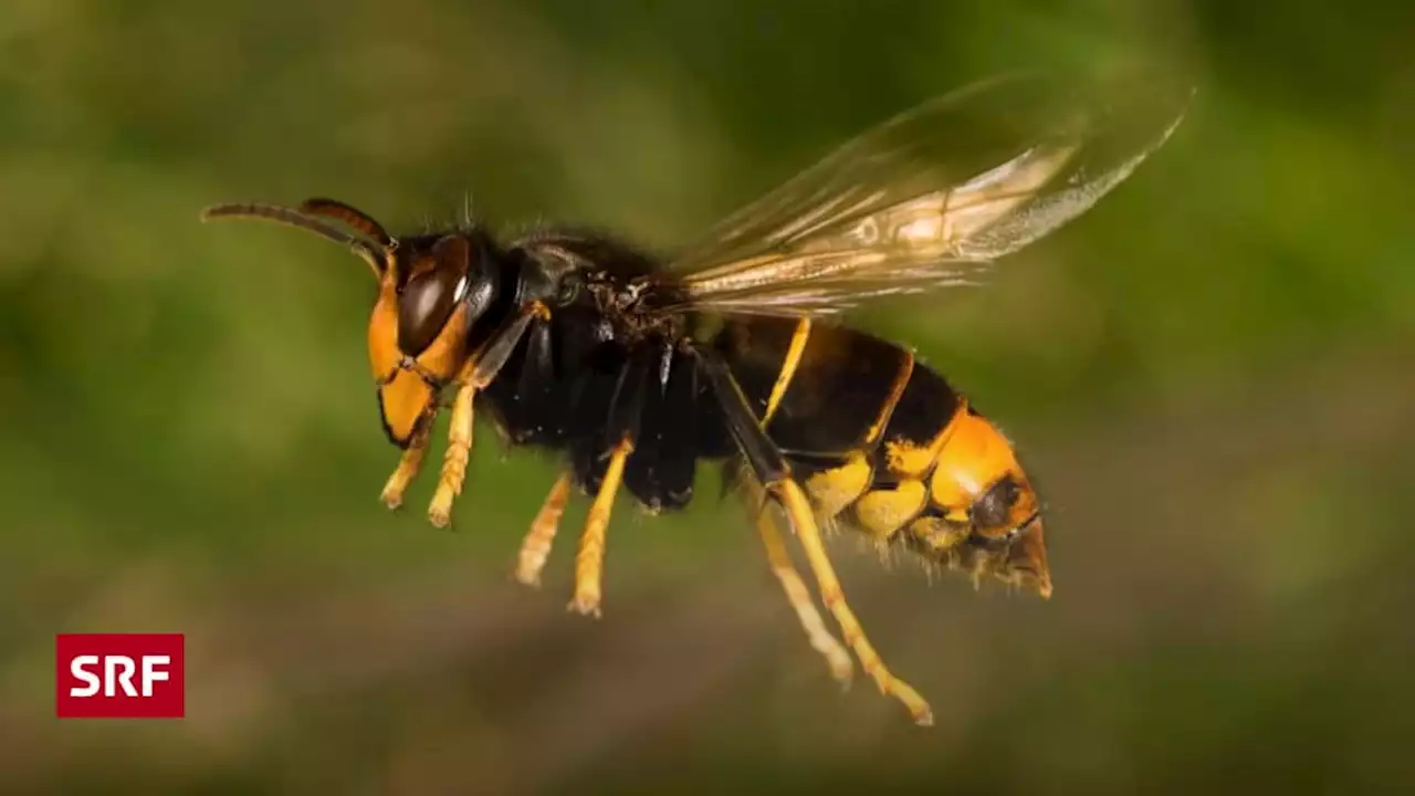 Schlechte Nachricht für Bienen - Die Asiatische Hornisse ist in der Westschweiz wieder aufgetaucht