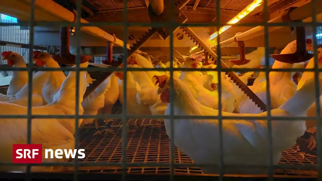 Tierfreundlichere Zucht - Berner Forschende tüfteln am Huhn der Zukunft