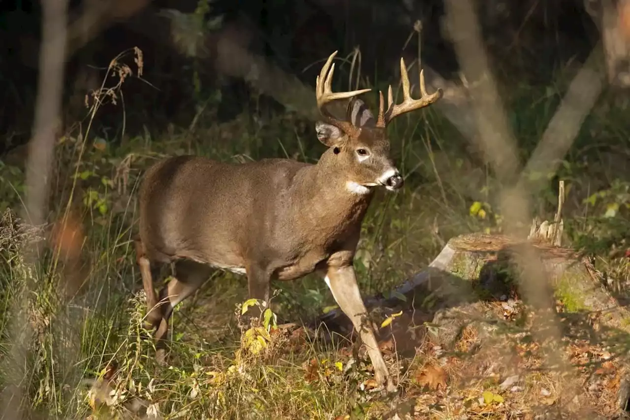 Canadian scientists discover new COVID-19 variant in deer that may spread to humans