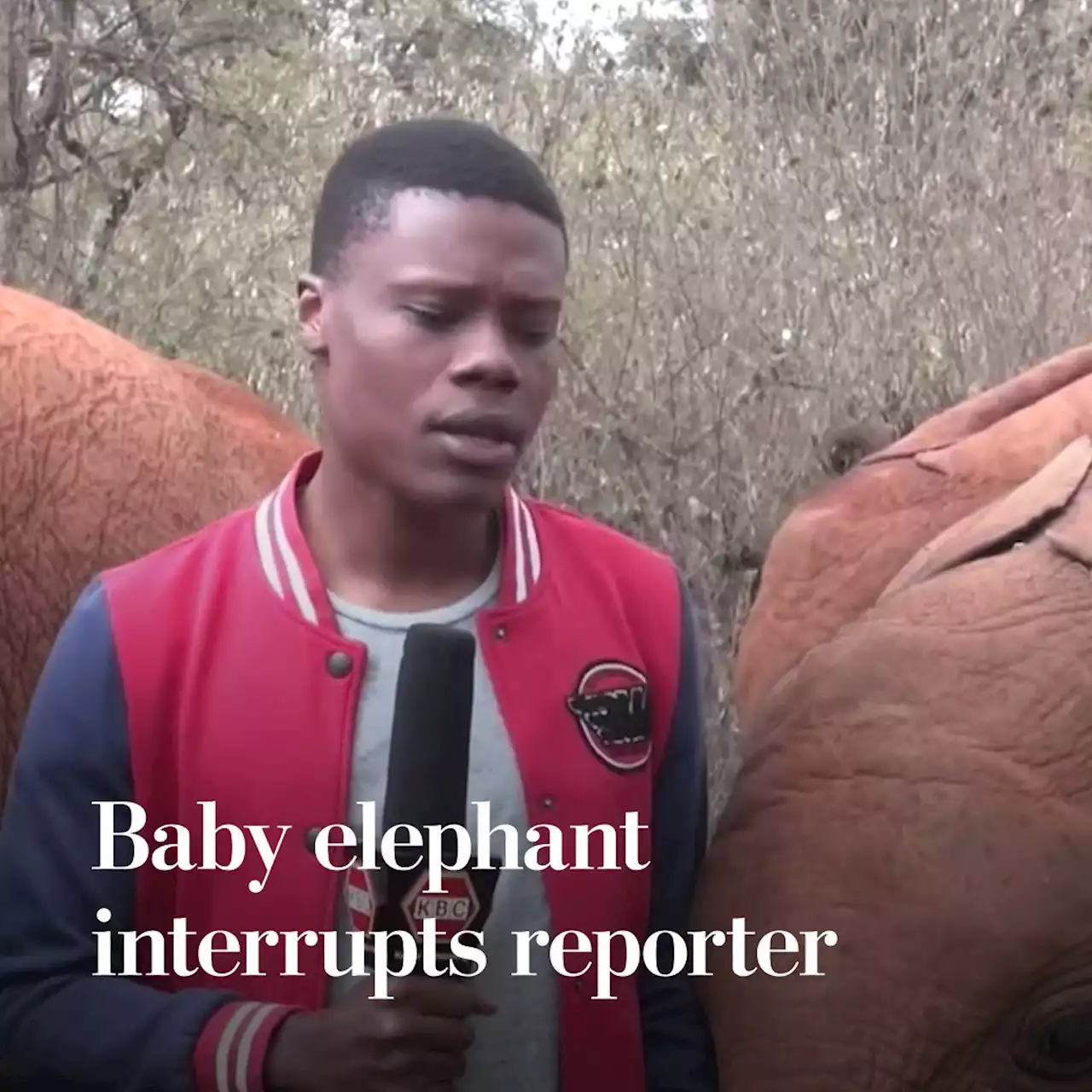 He was reporting on drought in Kenya. A young elephant stole the show.