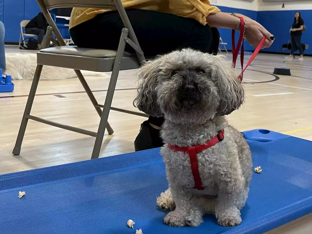 Good Things: Comfort Dogs In Training | WNYC | New York Public Radio, Podcasts, Live Streaming Radio, News