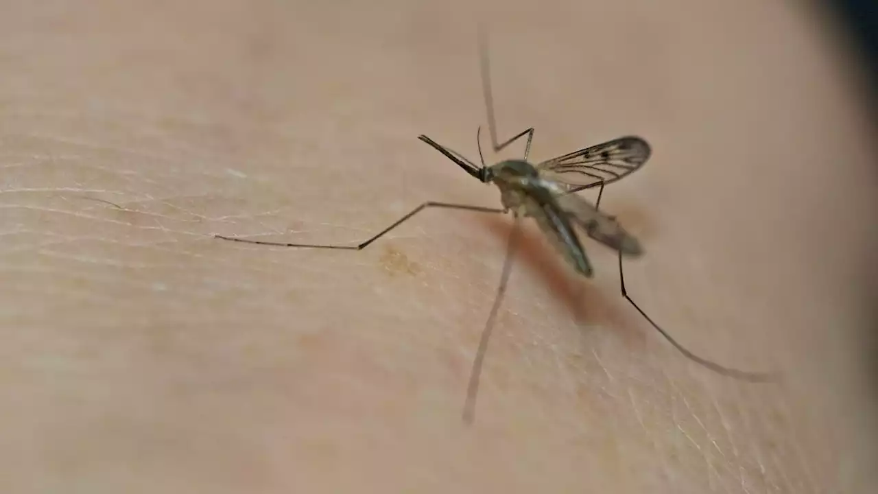 Dengue fever case reported in Arizona as climate change increases spread of disease