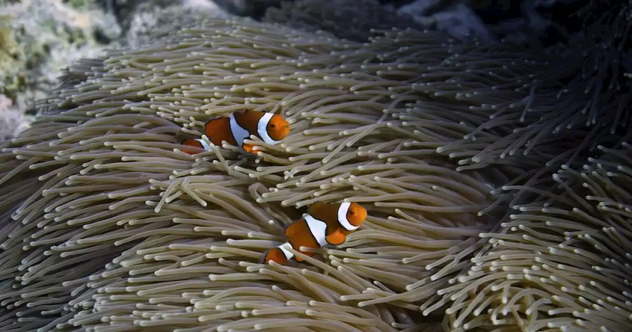 Scientists try to bolster Great Barrier Reef in warmer world