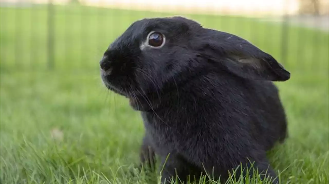 Big Momma and more pets up for adoption in Phoenix-area shelters this week