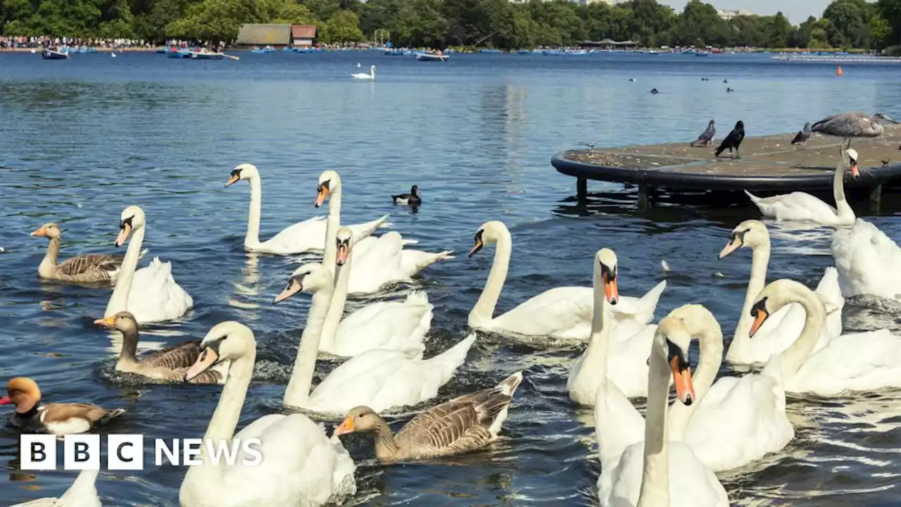 Bird flu: More than 30 birds found dead in London's Royal Parks