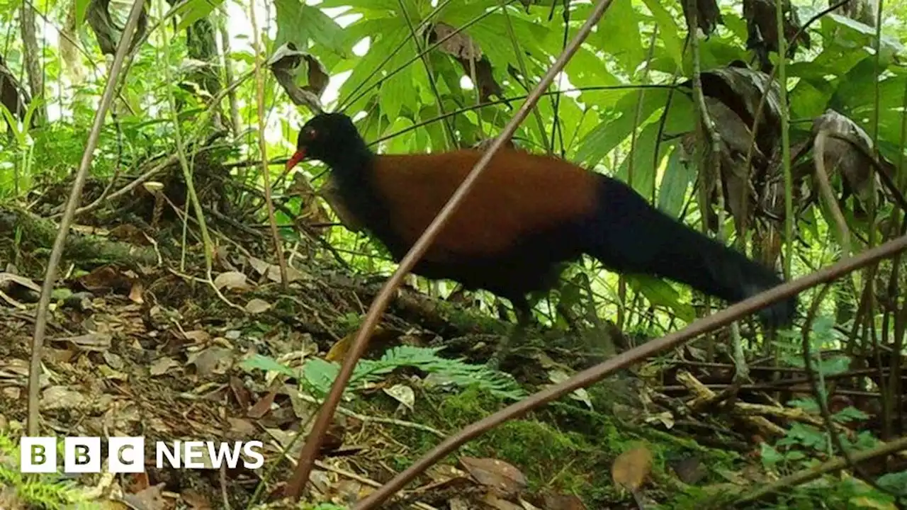 Black-naped pheasant-pigeon sighted in PNG for first time in 140 years