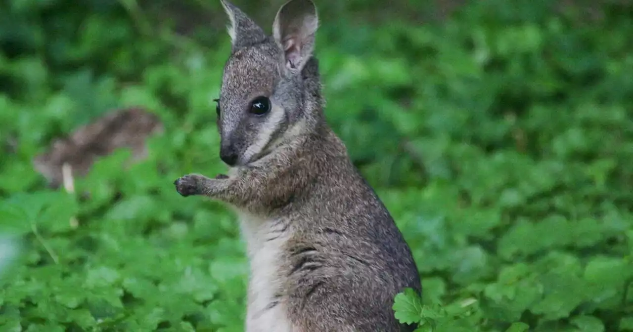 Wallaby hunt in Co Down after sightings reported on social media