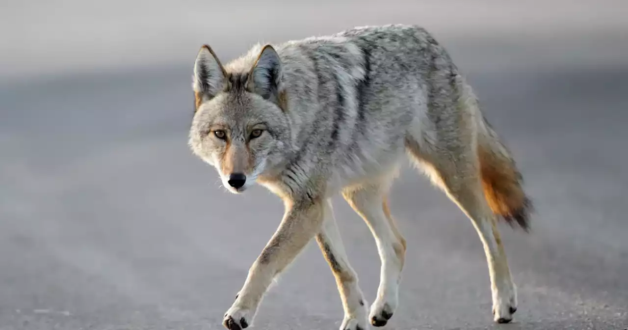 Two people attacked by possibly rabid coyote in North Salem