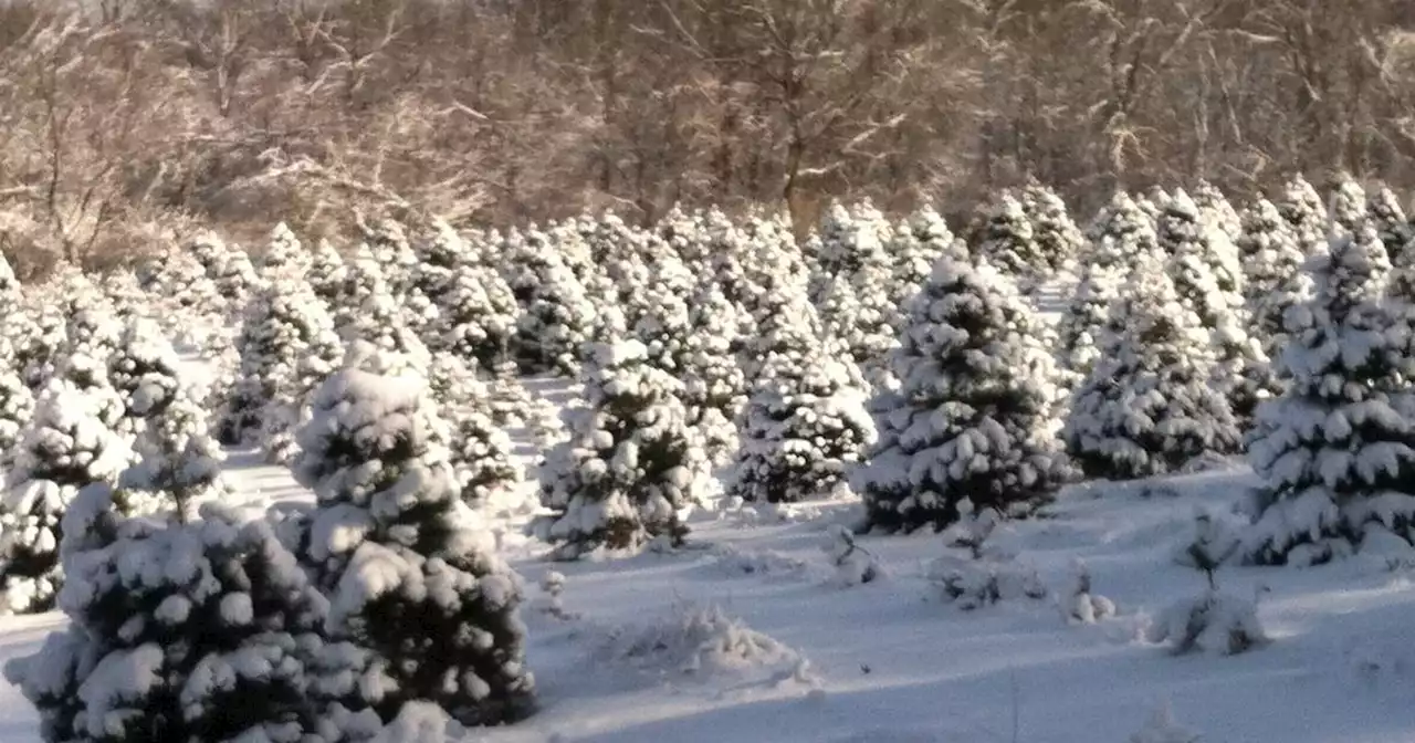 Some Christmas tree farms in suburban Chicago, Northwest Indiana to open early, close early this year