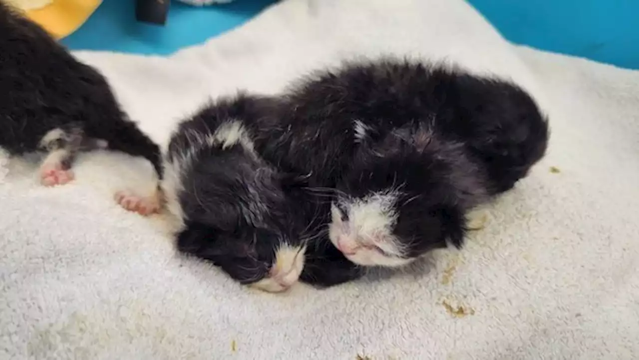 14 verwaiste Katzenbabys gerettet --- (Cityreport24-Nachrichtenblog)