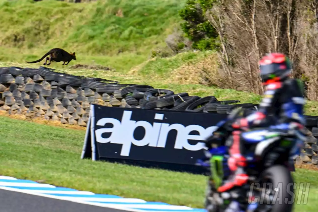 ‘Birds can happen, Wallabies cannot!’ - Wildlife hazards at Phillip Island