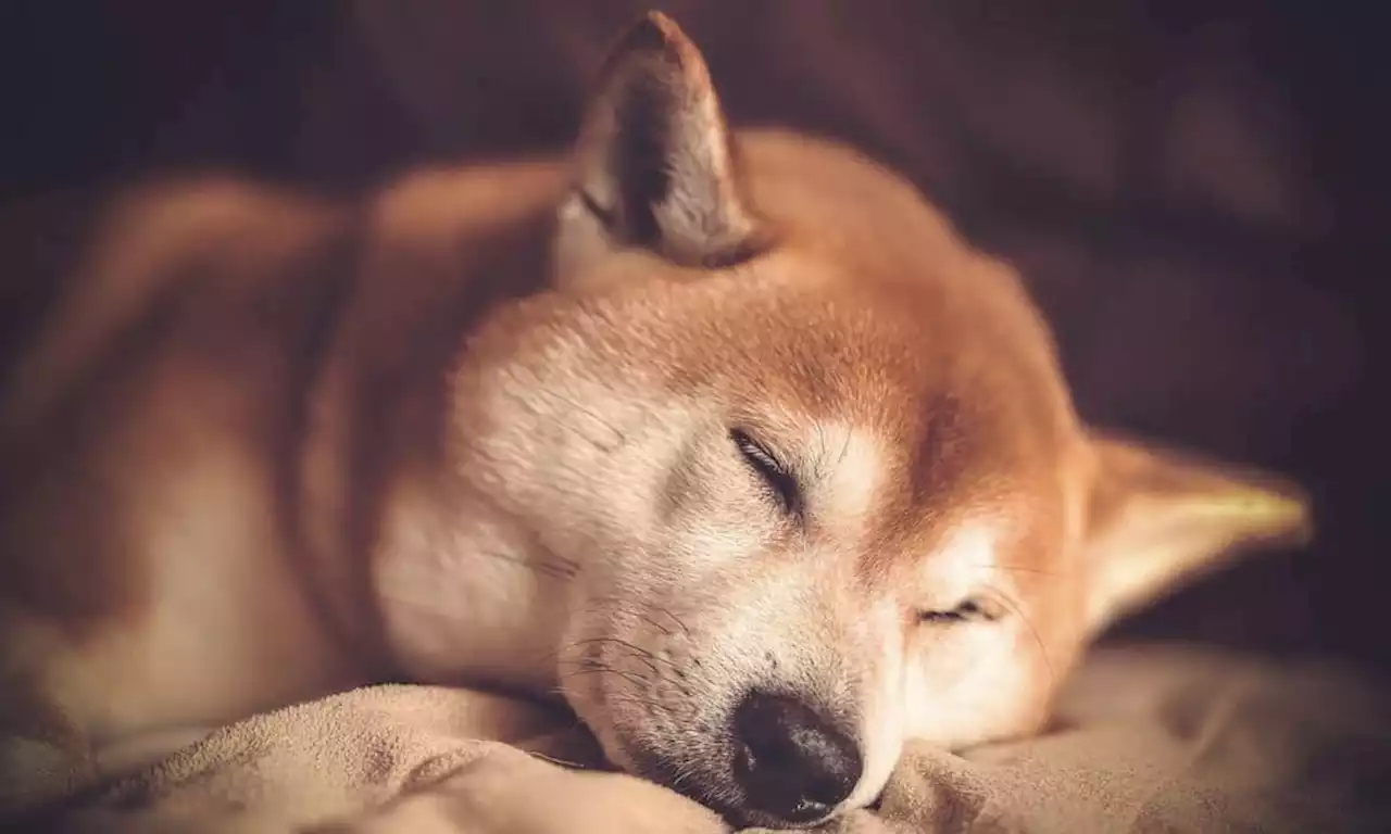 Shiba Inu has a bearish bias; here is where traders can enter short positions