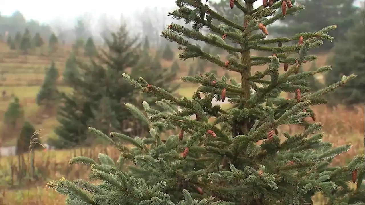 Nanaimo Christmas tree farm hopes to keep trees affordable this season