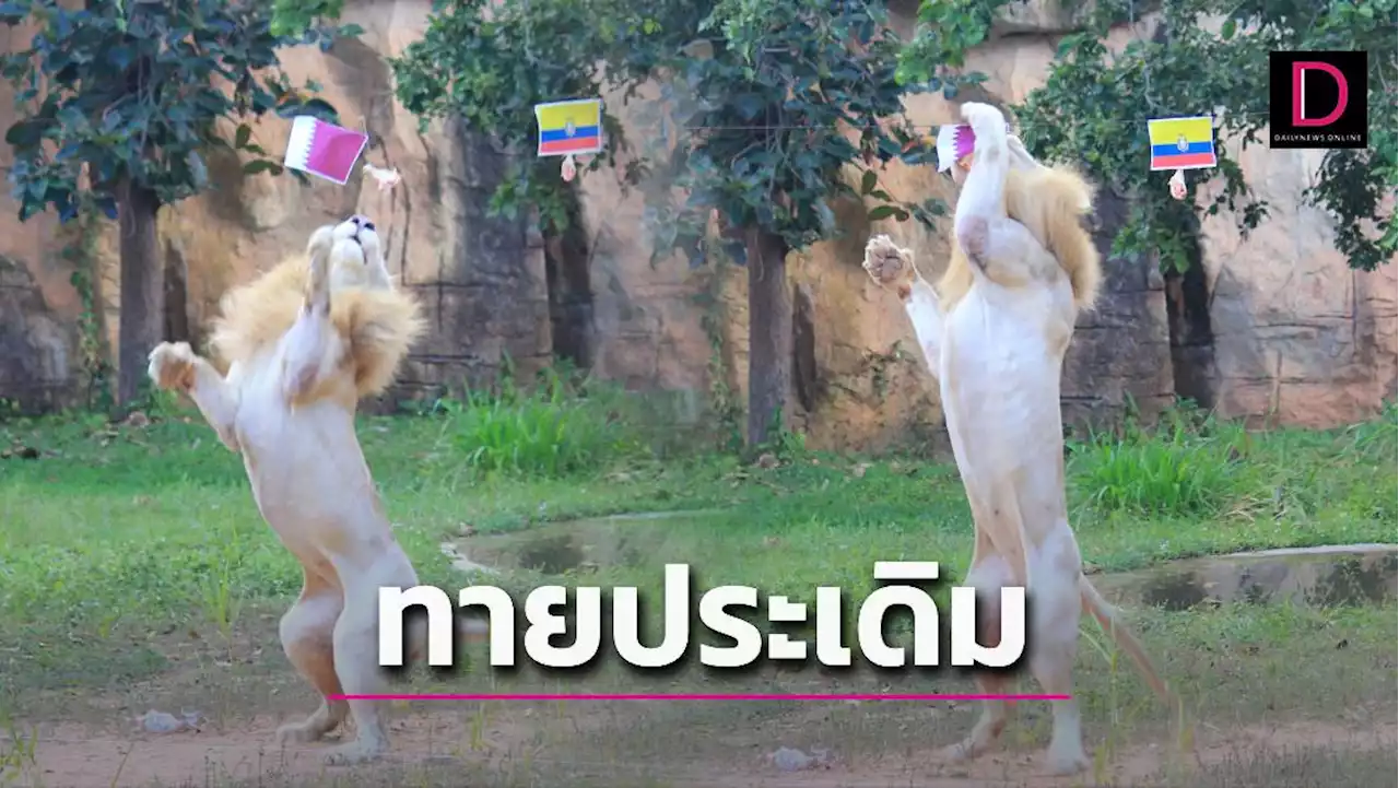 'สิงโตขาว' ฉายานักแม่นทำนาย ทายประเดิมบอลโลก 'กาตาร์' เข้าวิน | เดลินิวส์