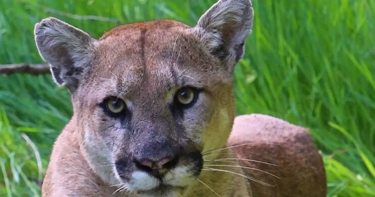 Mountain lion put down after attacking Nevada teenager