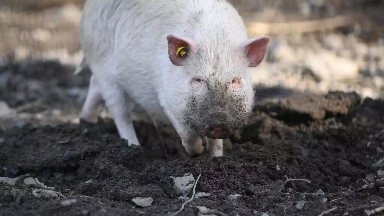 Delaware warns of 'significant increase' in potbellied pig roaming freely in neighborhoods, rural areas