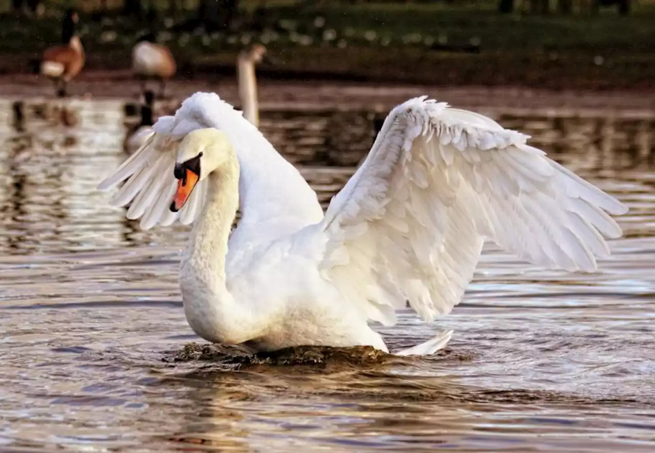 More than 25 swans now dead at Glasgow park as number continues to rise