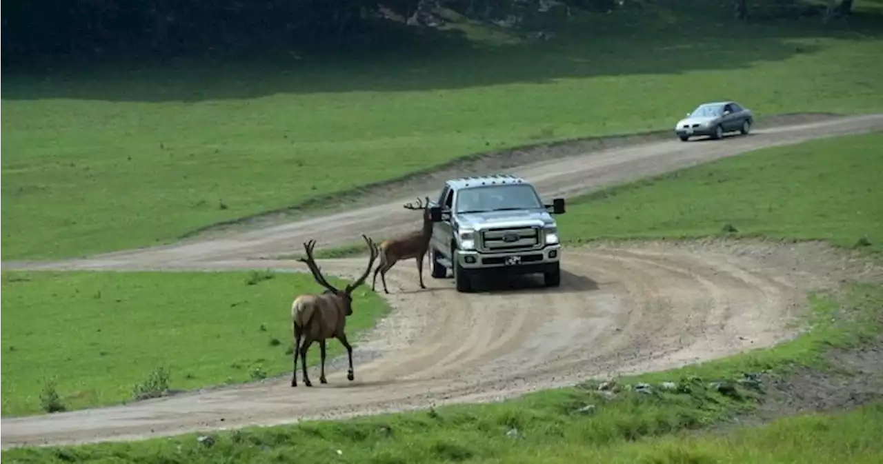 Two Quebec men in court today for allegedly killing animals at safari park | Globalnews.ca