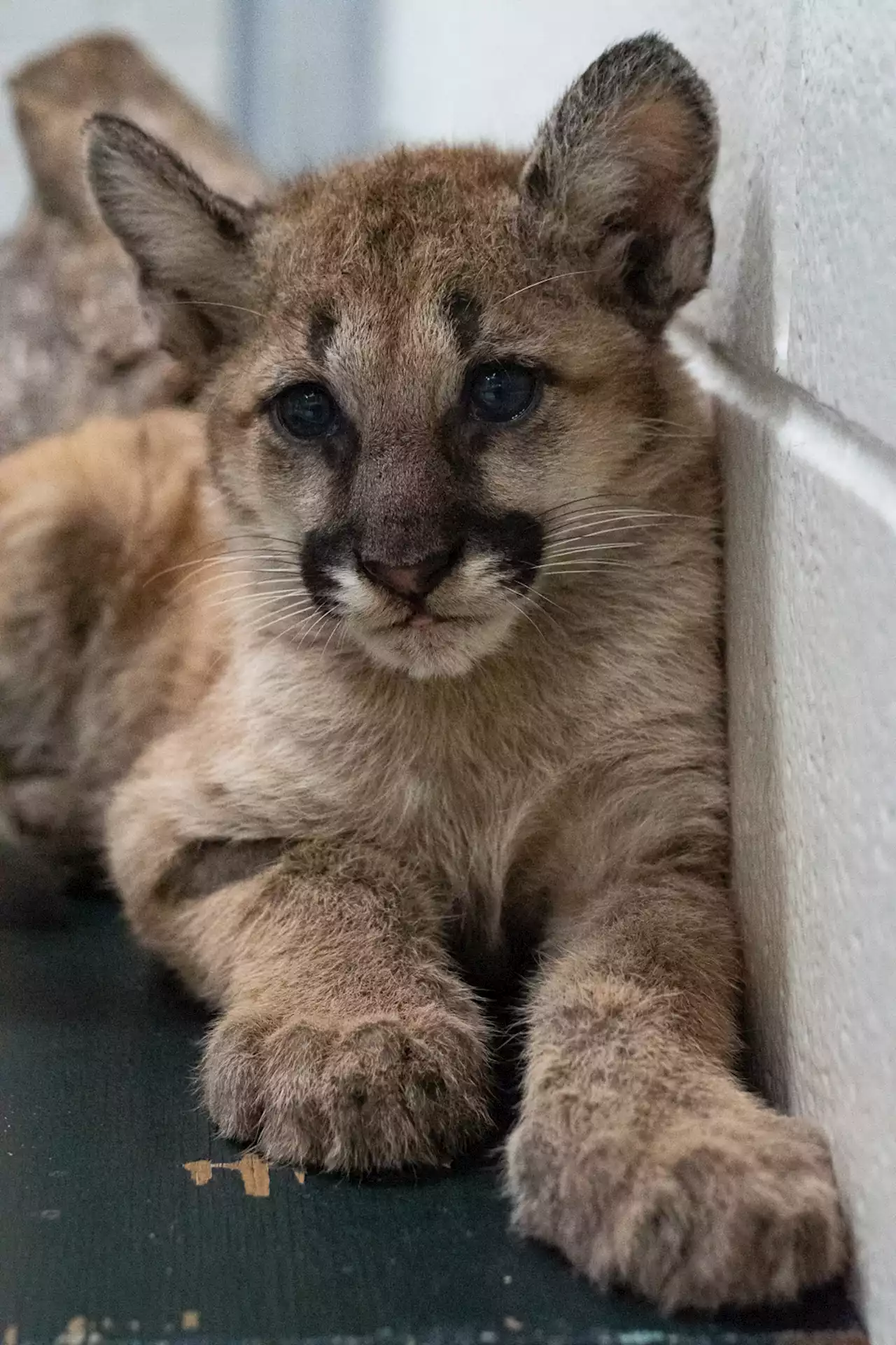 University of Houston announces new live mascot, Shasta VII