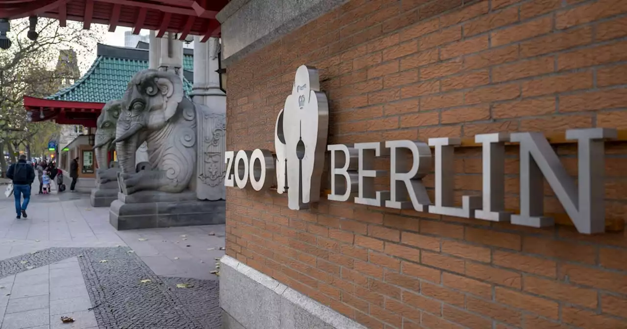 Berlin Zoo Closes Door To Visitors Aver Bird Tests Positive For Avian Flu