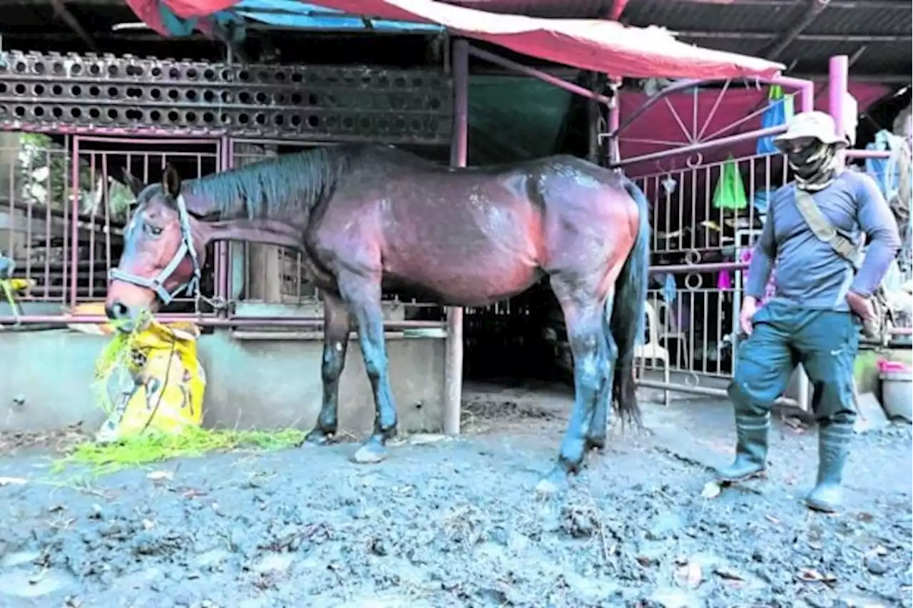 Bilibid inspection finds a virtual zoo: Fowls, horses, pythons