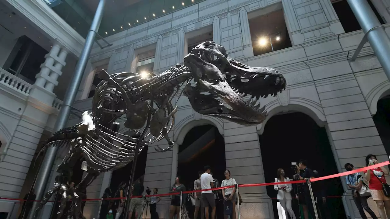 Scientists discover the largest T-Rex so far, nearly double the size of previous record holder