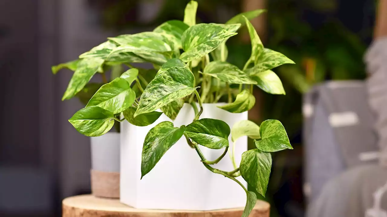 This genetically modified plant does the work of 30 houseplants