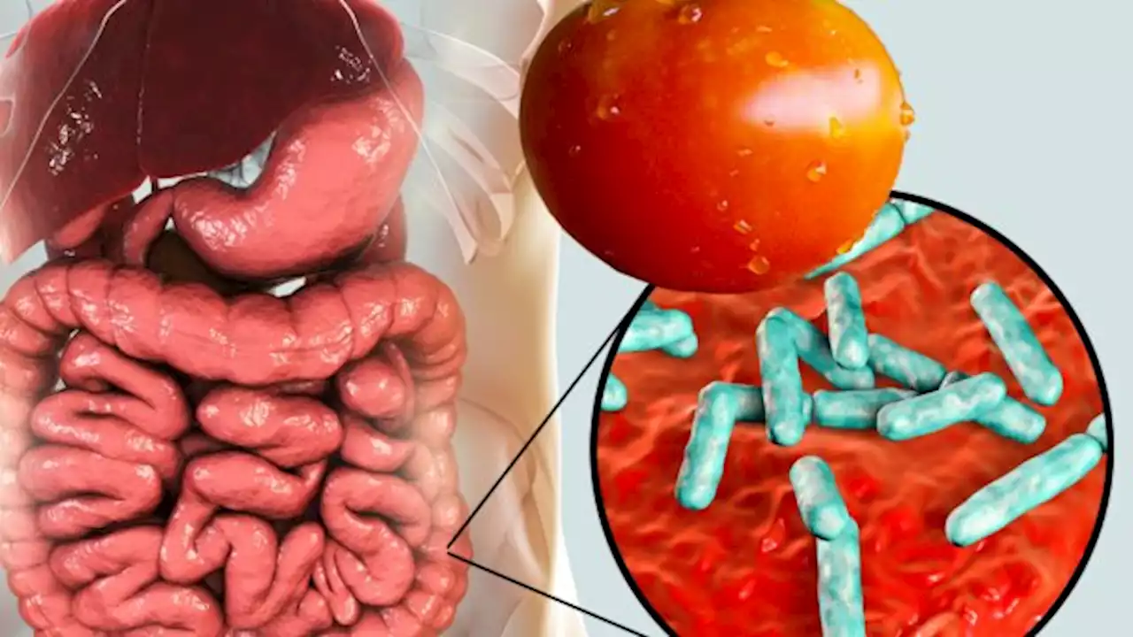 Comer jitomate podría fortalecer tu microbiota intestinal: estudio