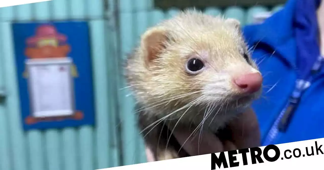 'Psychic' ferret predicts how England will do in first World Cup match