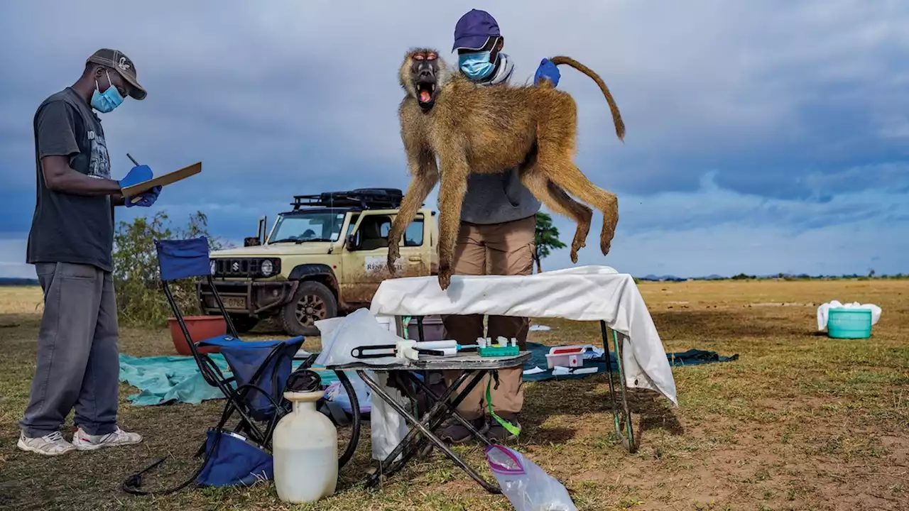 What wild baboons can teach us about aging