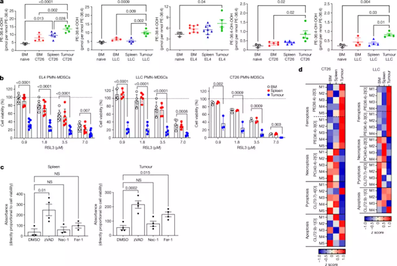 Ferroptosis of tumour neutrophils causes immune suppression in cancer - Nature