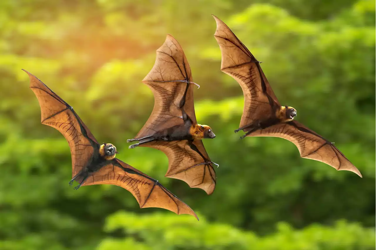 Scientists explore bat sarbecovirus isolation in Japan