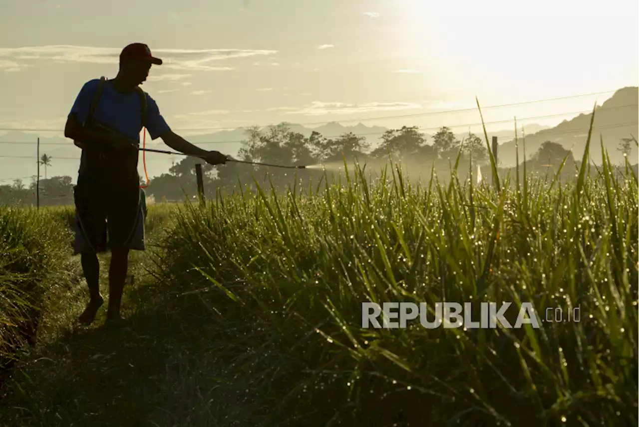 Petani di Kabupaten Lebak Menanam Benih Nutrisi Zinc 1.000 Hektare |Republika Online