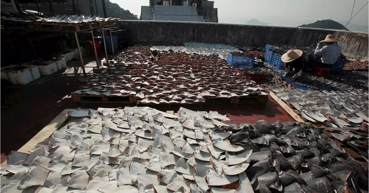 Panama conference backs 'historic' plan to regulate global shark trade