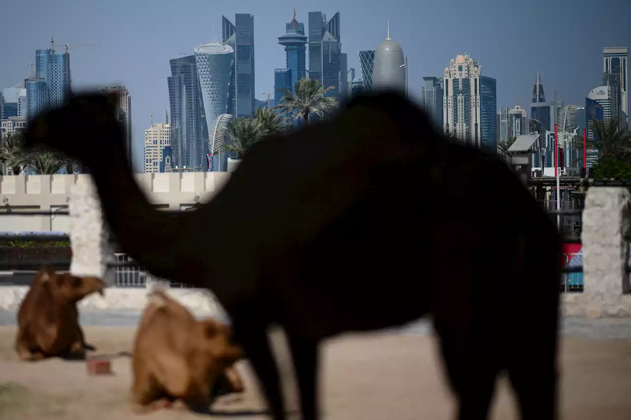 Coupe du monde 2022 : pourquoi les supporters doivent-ils éviter les chameaux au Qatar ?