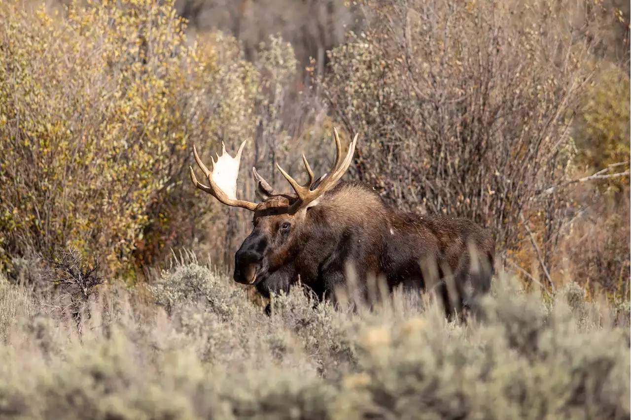 Charges pending for eight men following poaching investigation on Newfoundland's Northern Peninsula | SaltWire