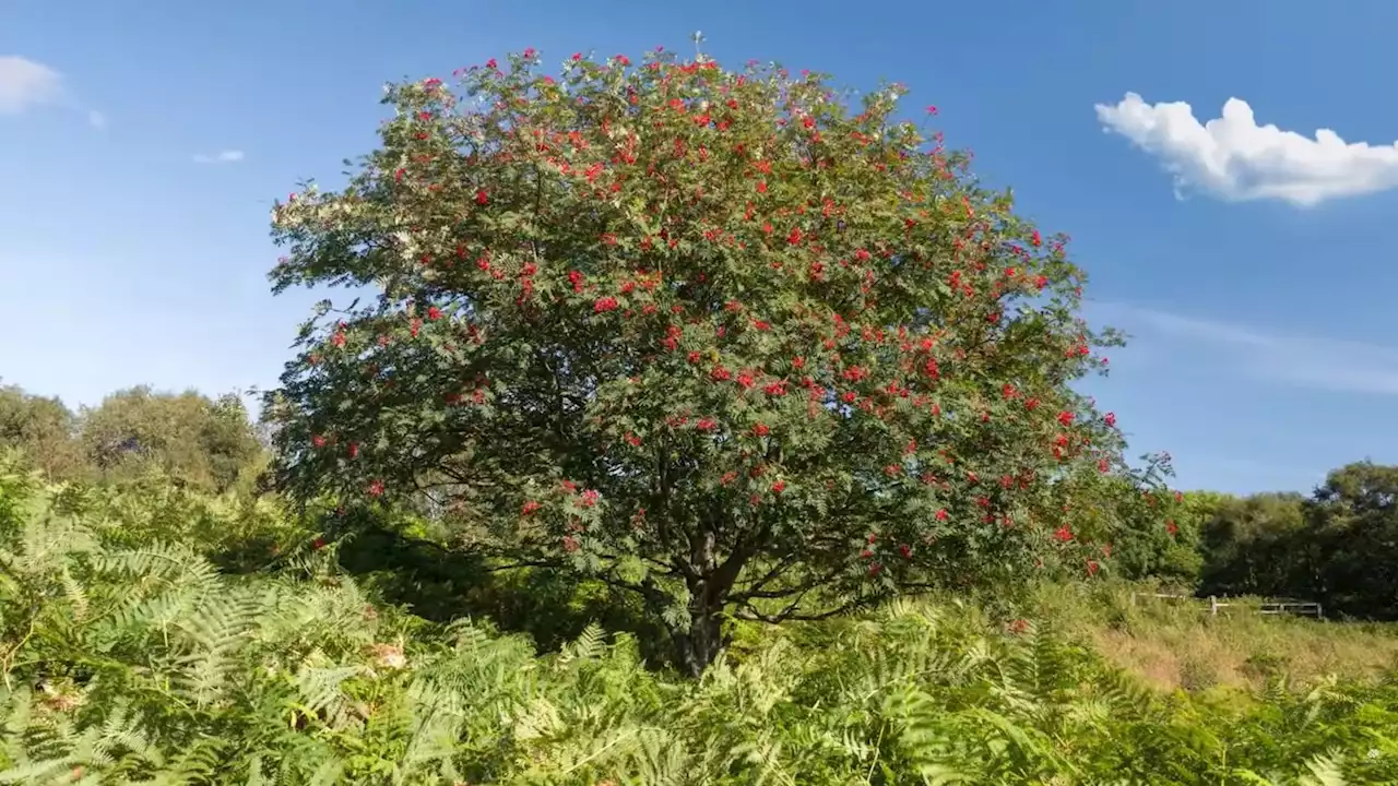 Every household in Wales being offered a free tree to collect from tomorrow